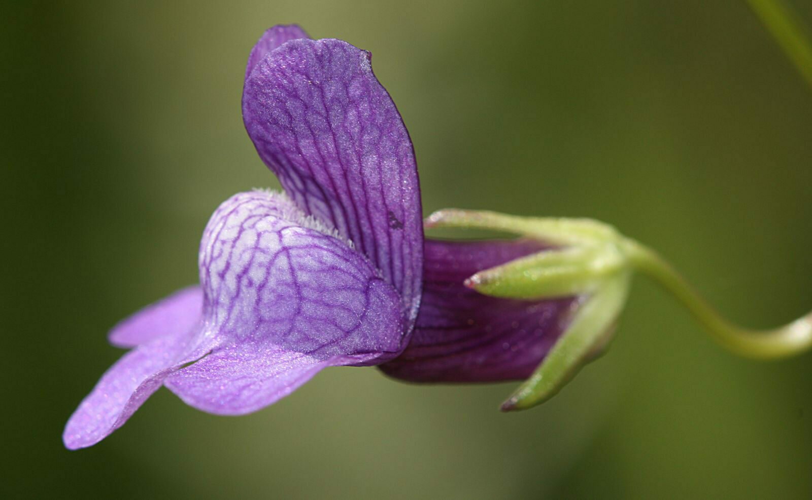 High Resolution Antirrhinum kelloggii Flower